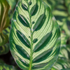 Calathea Makoyana 'Peacock Plant'