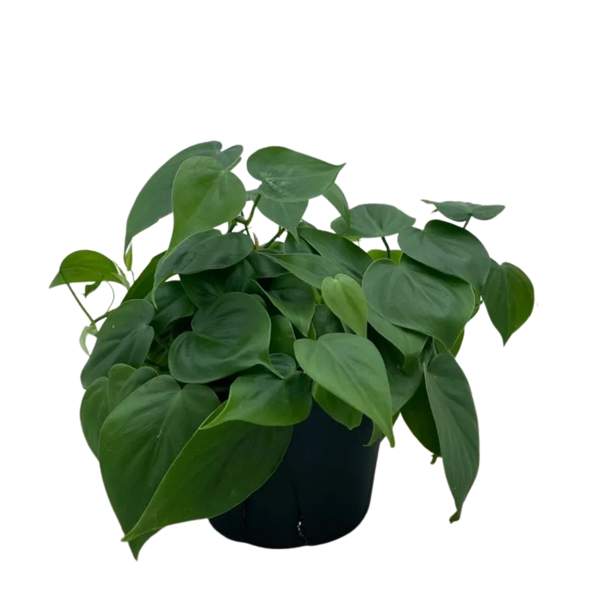 Philodendrum Cordatum, Heartleaf Philodendron