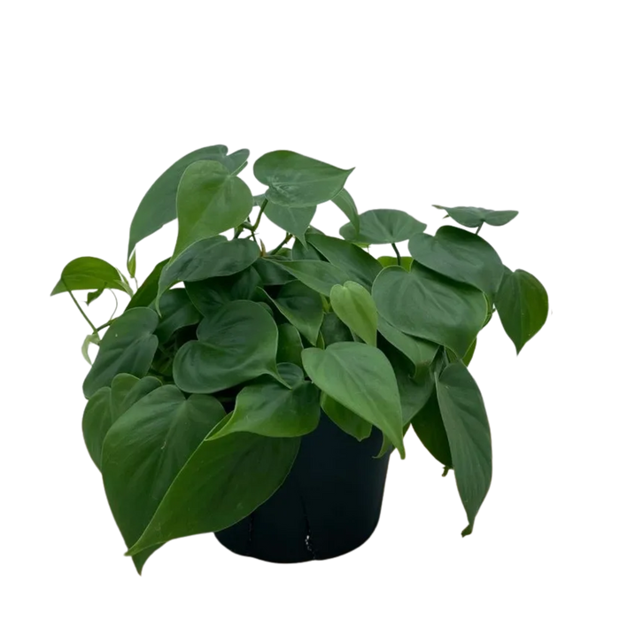 Philodendrum Cordatum, Heartleaf Philodendron