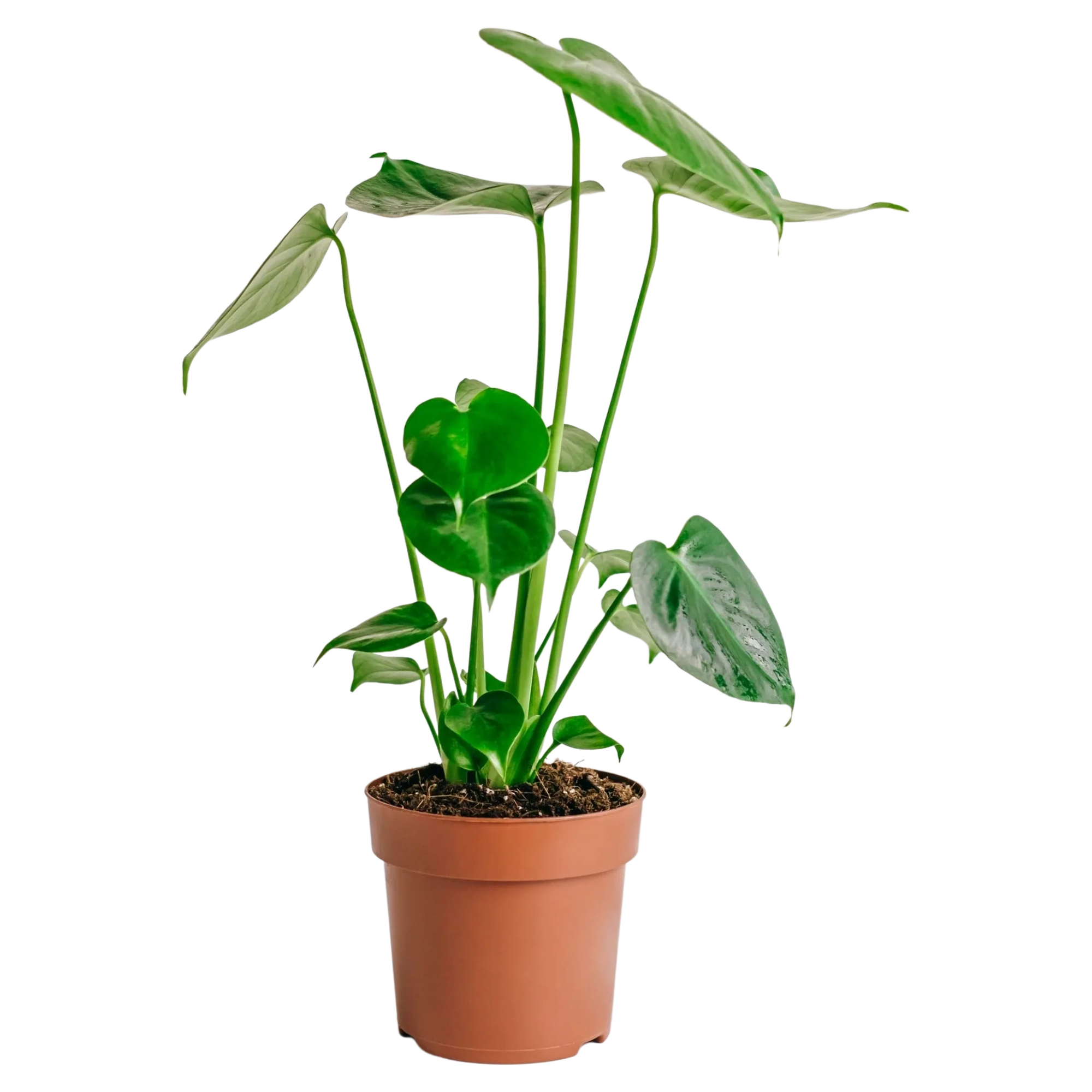 Monstera deliciosa, Swiss Cheese Plant