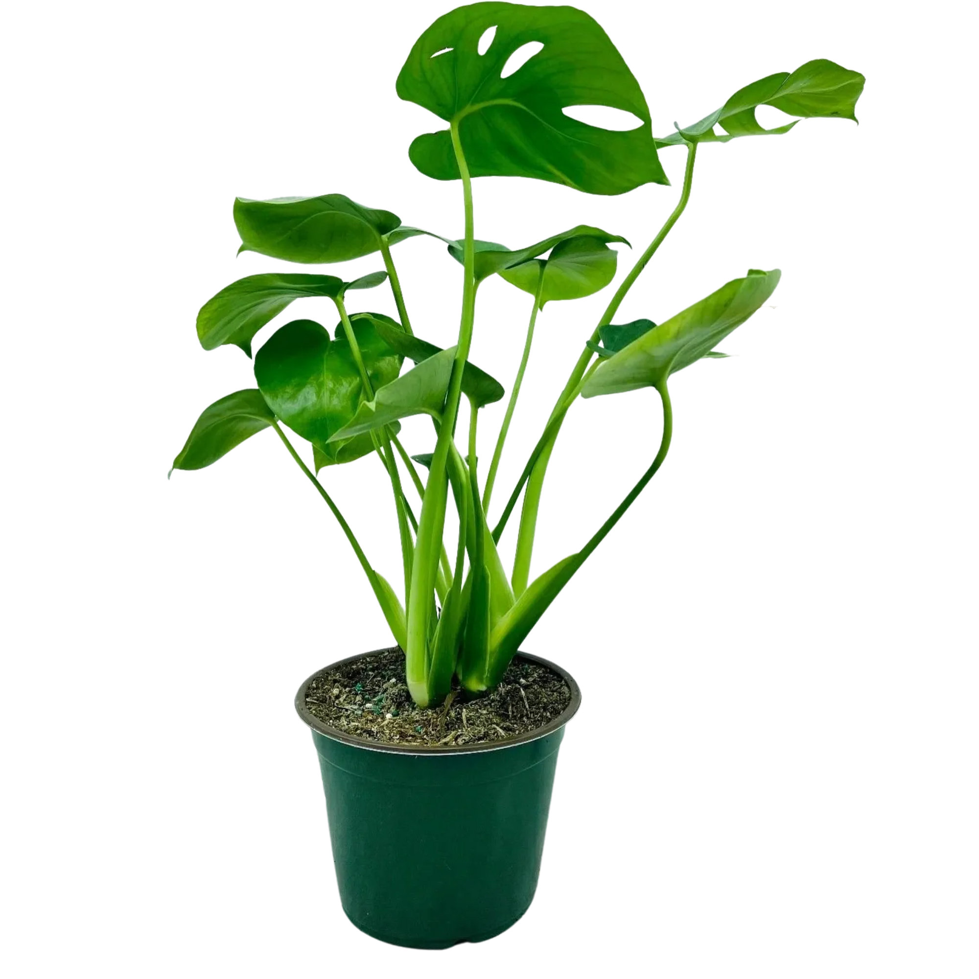 Monstera deliciosa, Swiss Cheese Plant