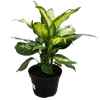 Dieffenbachia Camille