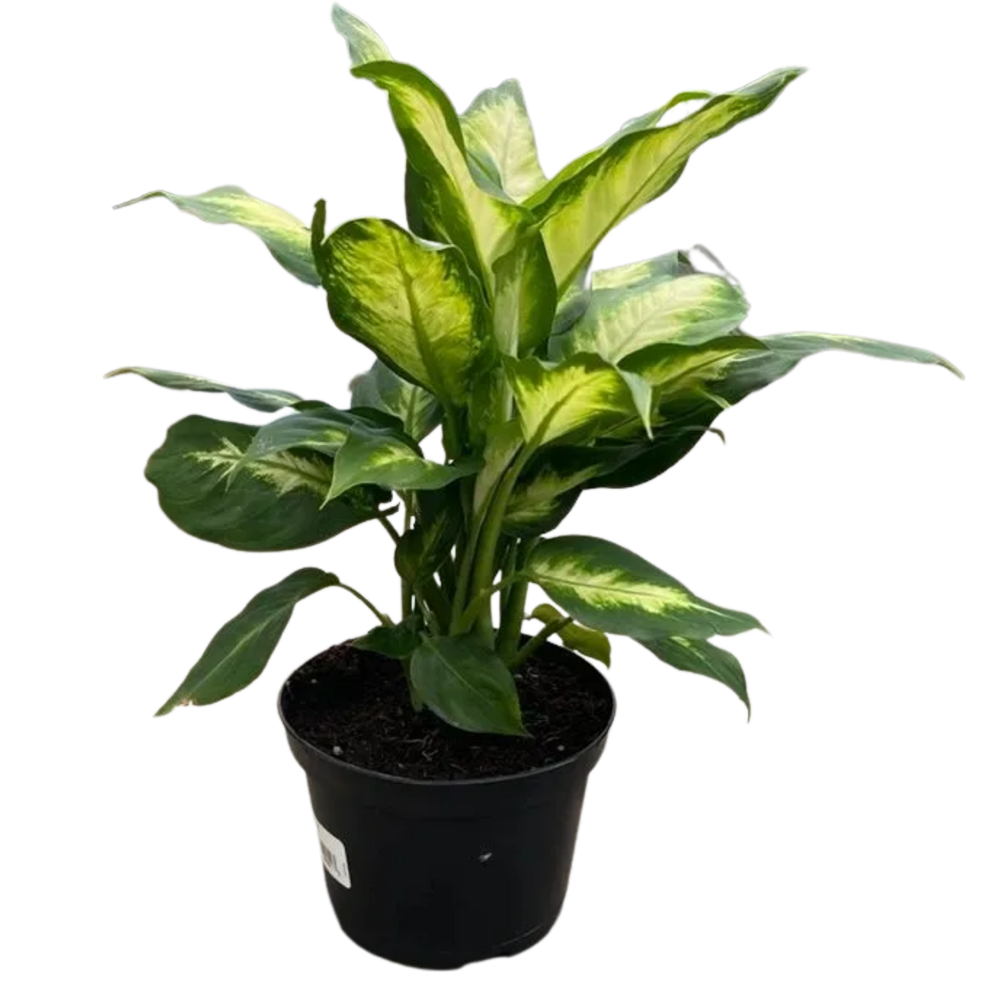 Dieffenbachia Camille