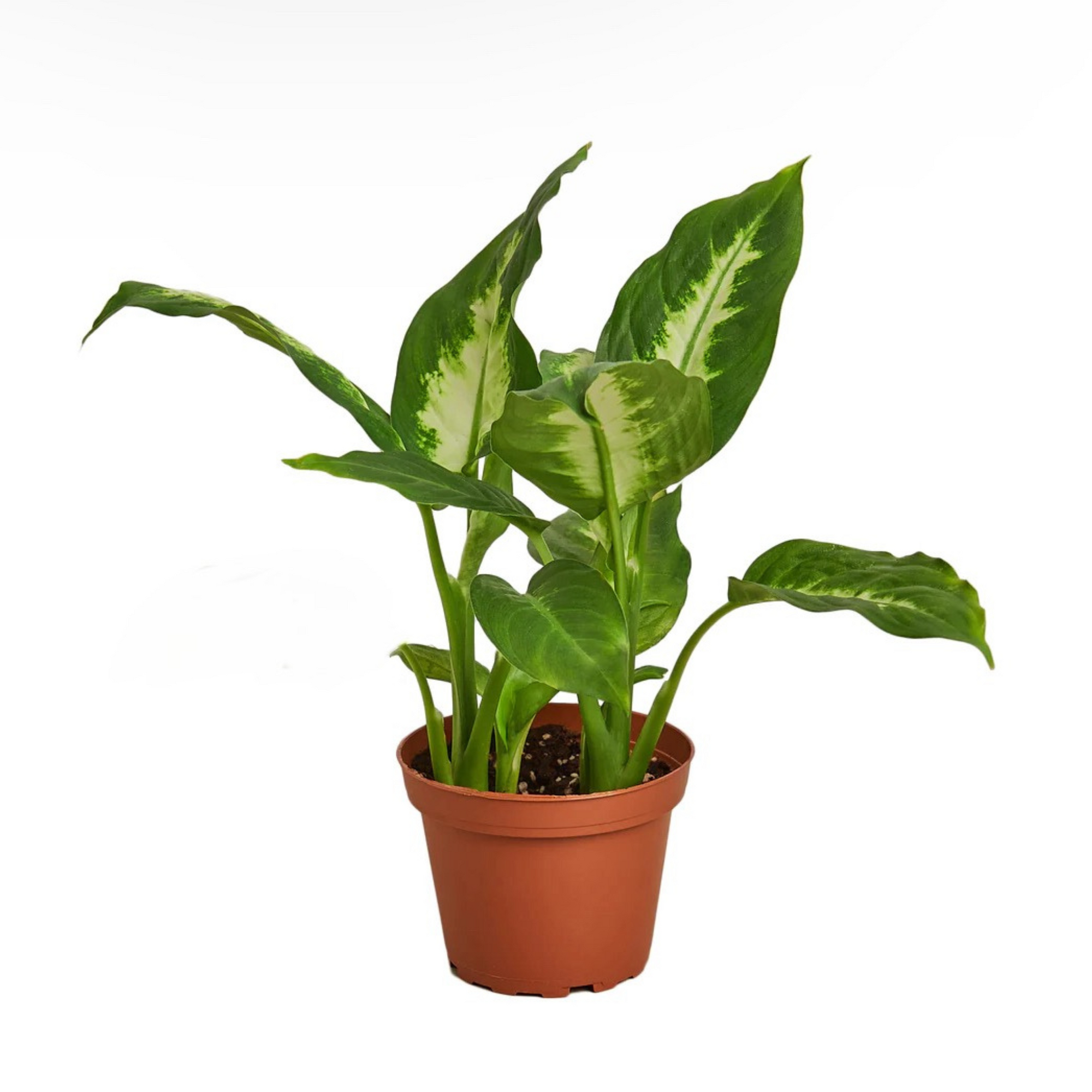 Dieffenbachia Camille