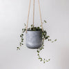 Steen Hanging Planter Pot | White Stone | 4"