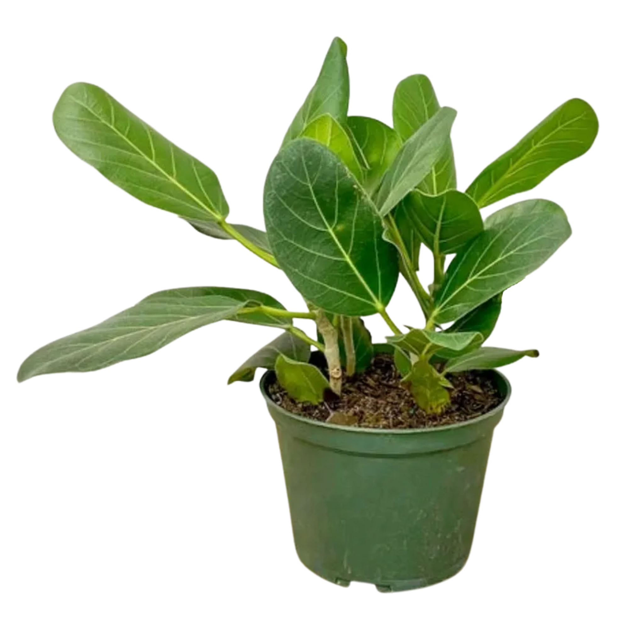 Ficus Audrey