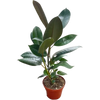 Ficus elastica Burgundy