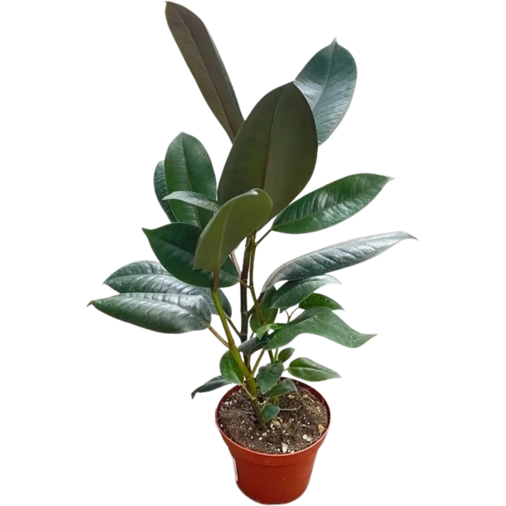 Ficus elastica Burgundy