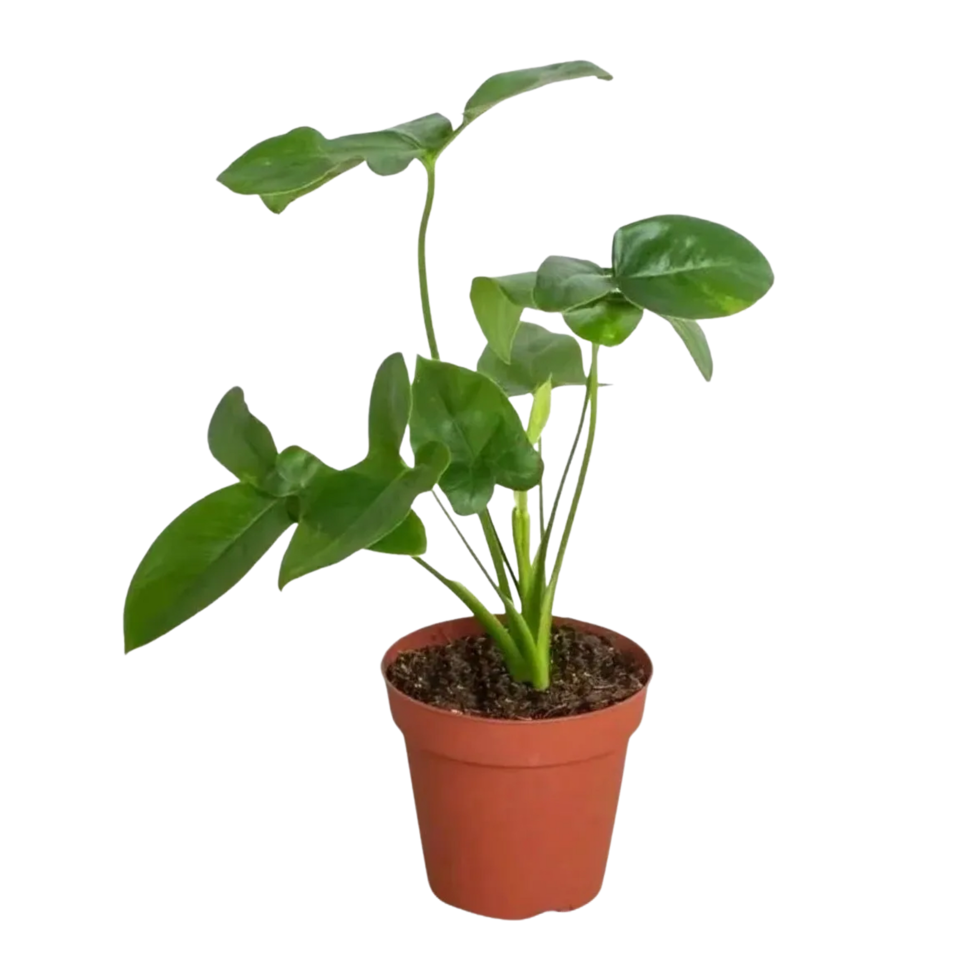 Philodendron 'Goeldii'