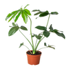 Philodendron 'Goeldii'