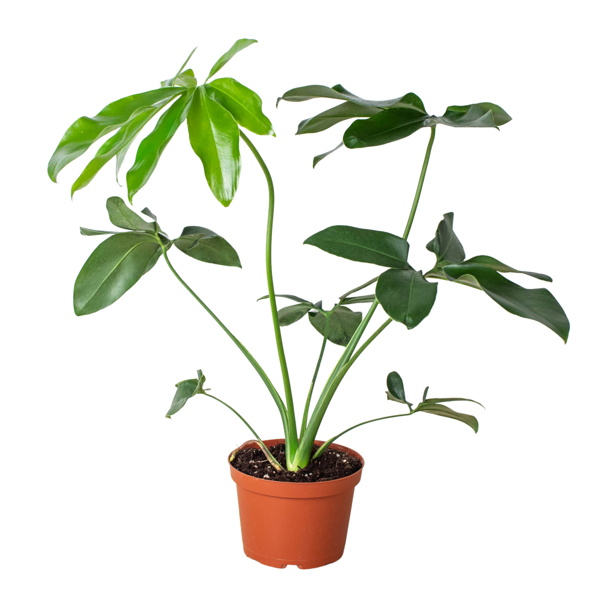 Philodendron 'Goeldii'