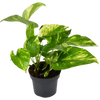 Golden Pothos