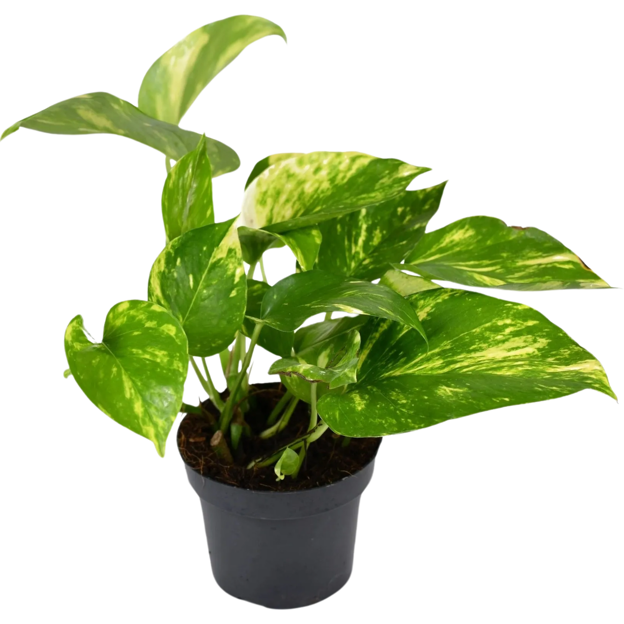 Golden Pothos