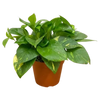 Golden Pothos