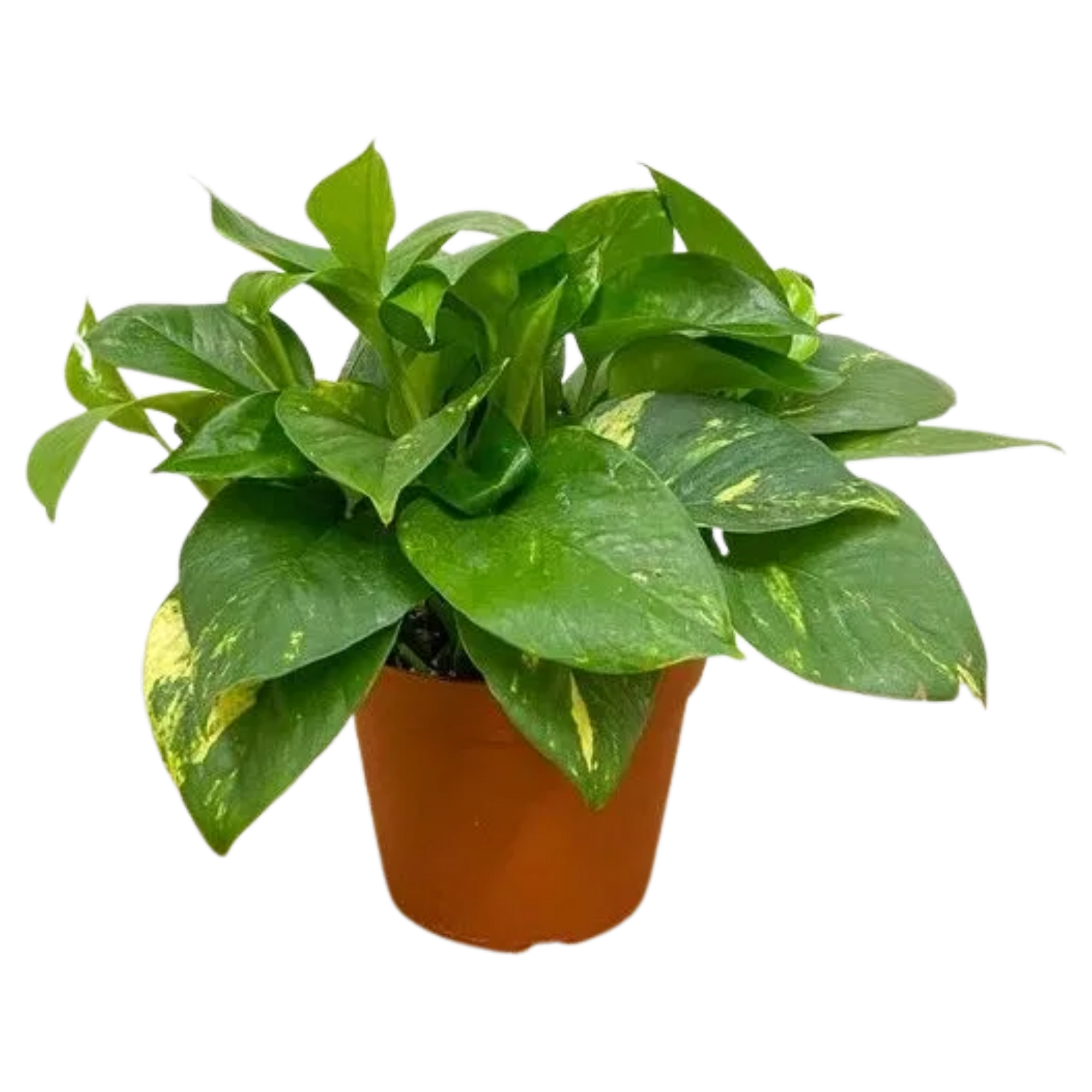 Golden Pothos