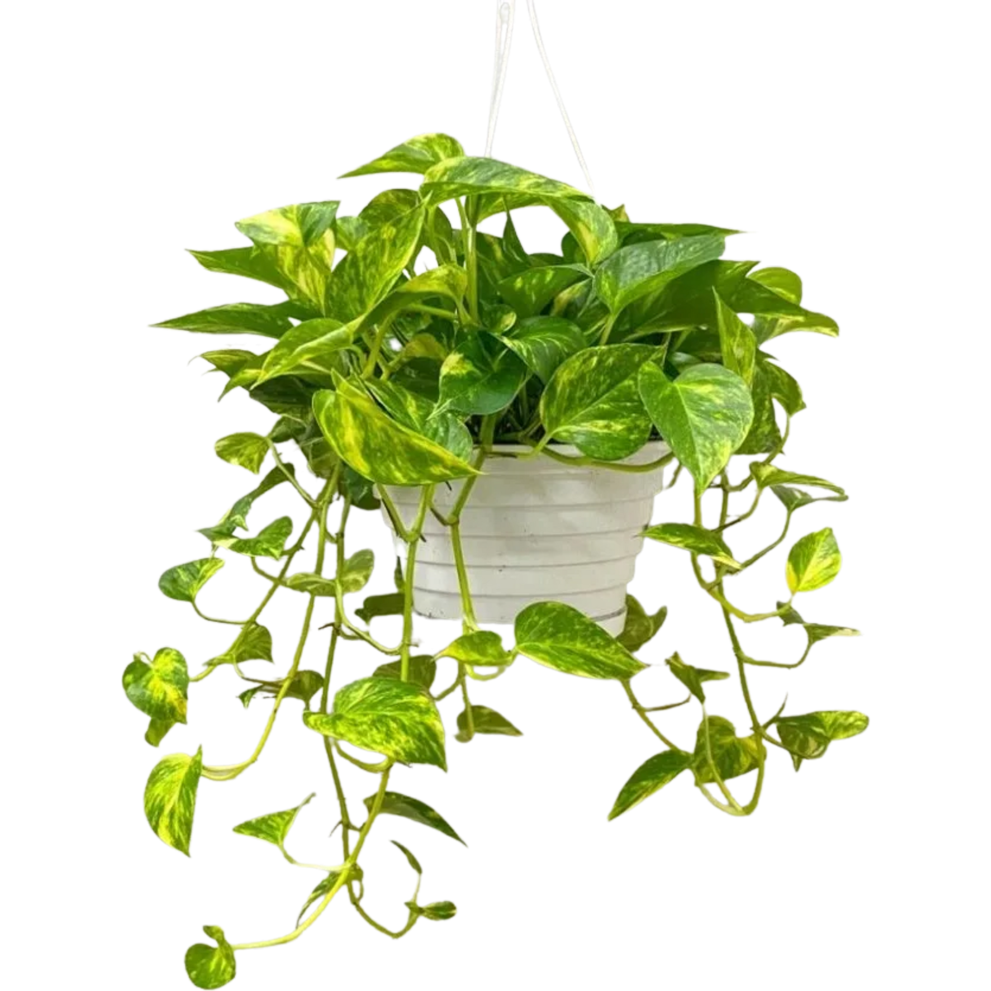 Golden Pothos