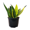 Snake Plant 'Golden Flame'