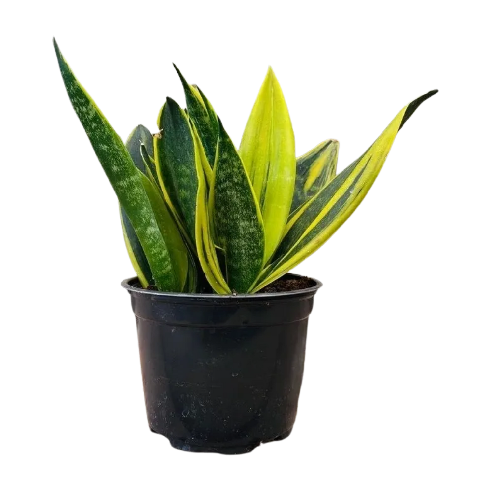 Snake Plant 'Golden Flame'