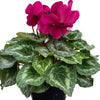 Cyclamen