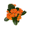 Kolanchoe