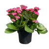 Kolanchoe