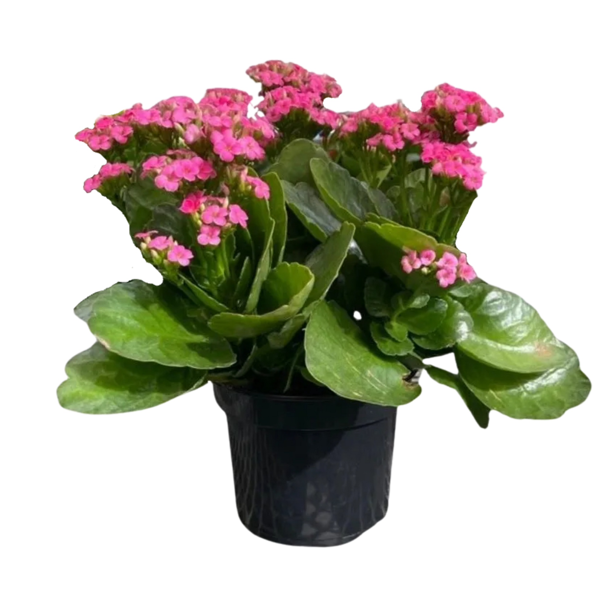 Kolanchoe