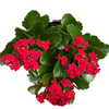 Kolanchoe