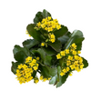 Kolanchoe