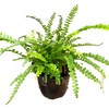 Lemon Button Fern