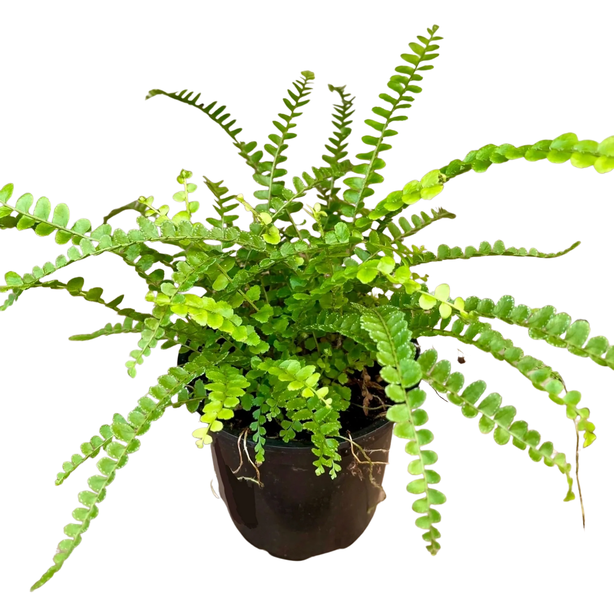 Lemon Button Fern