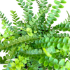 Lemon Button Fern