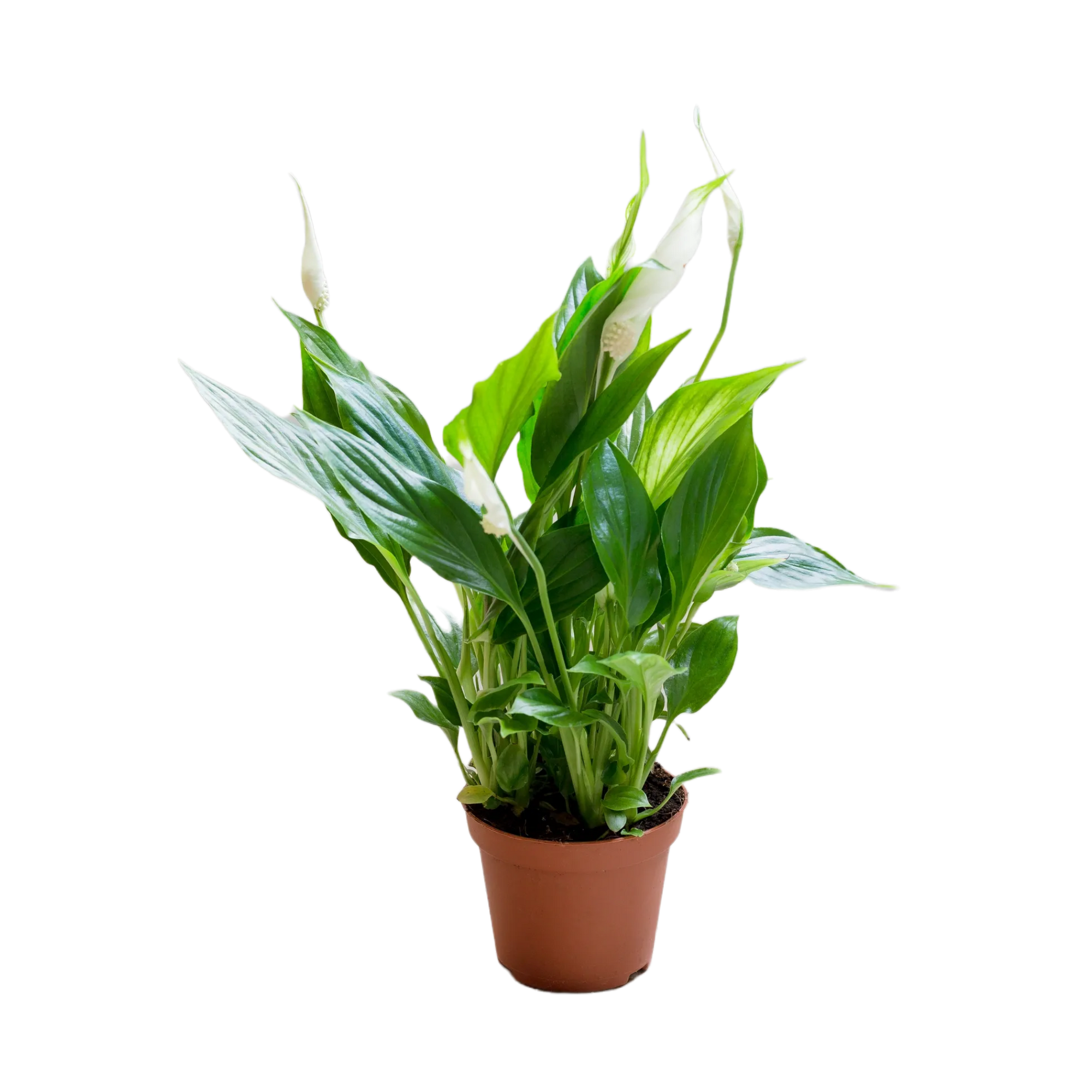 Peace Lily