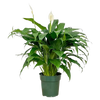 Peace Lily