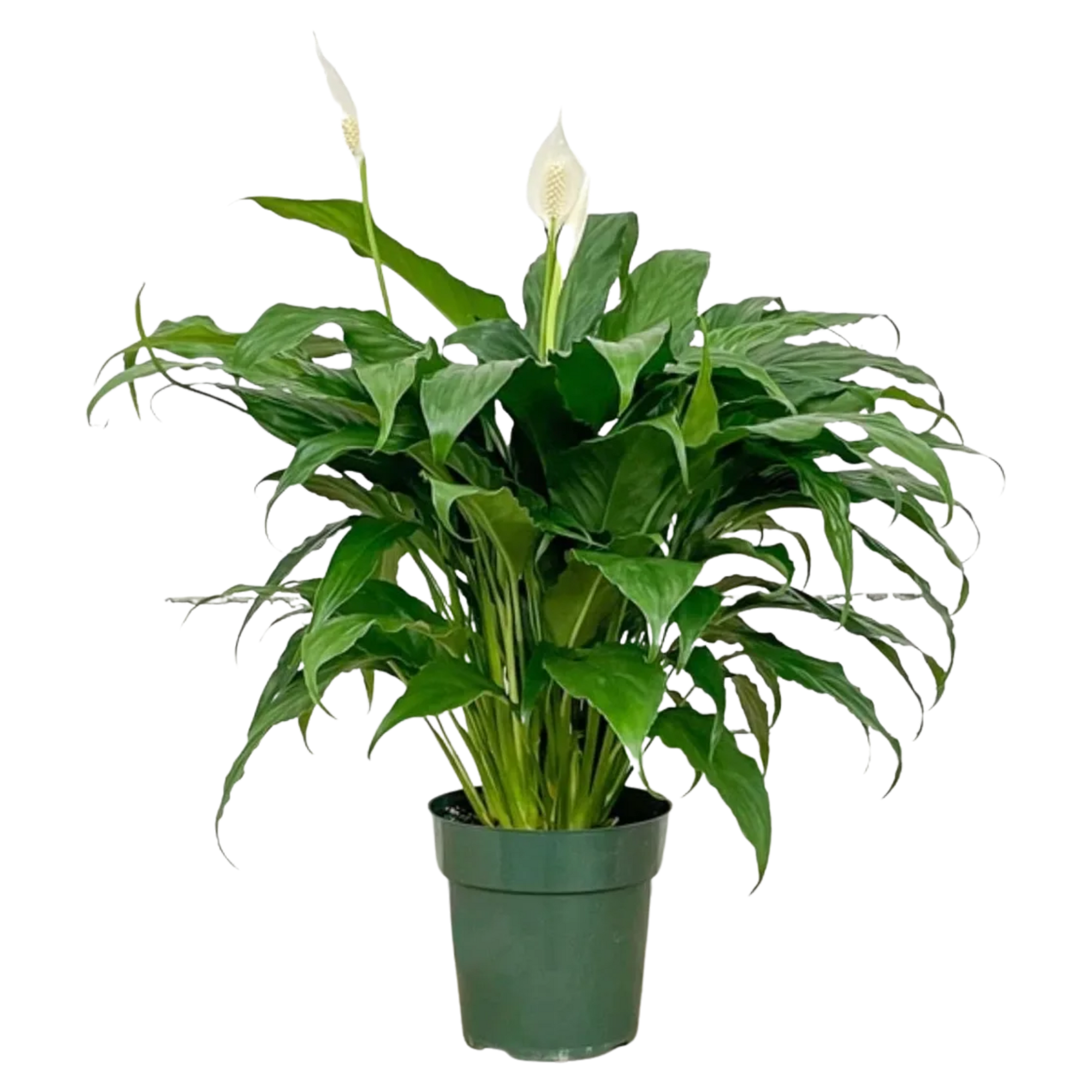 Peace Lily