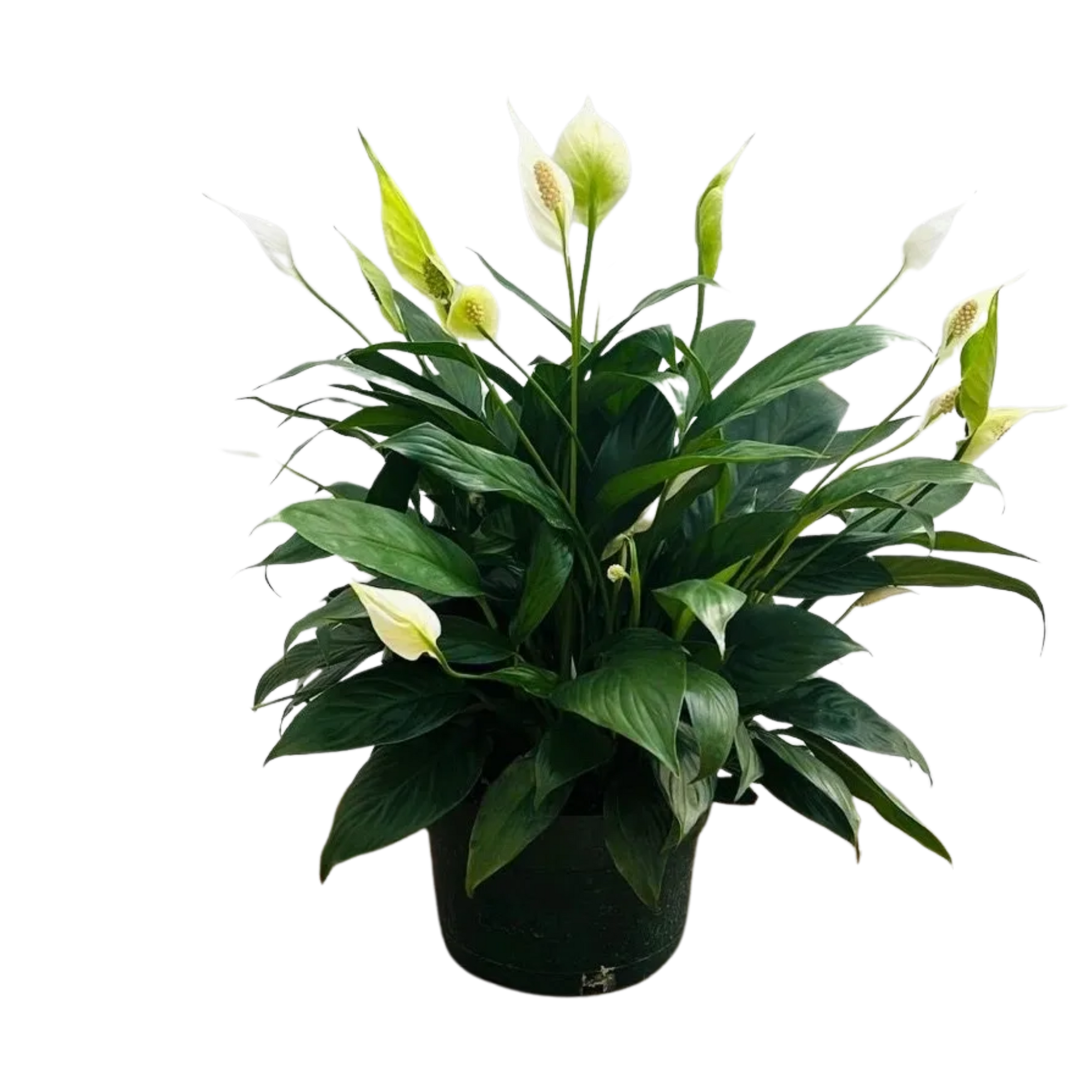 Peace Lily