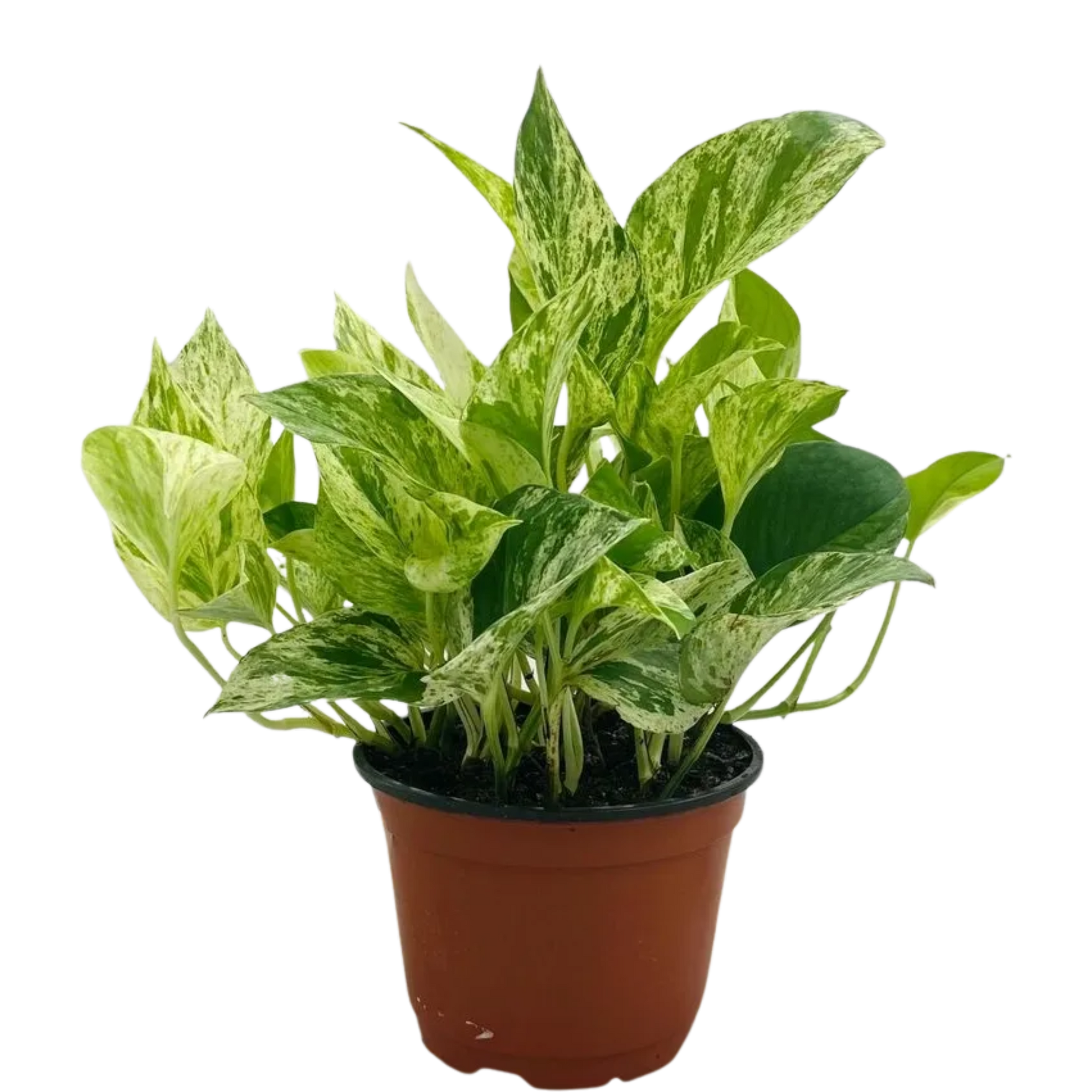 Marble Queen Pothos