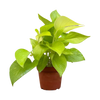 Neon Pothos