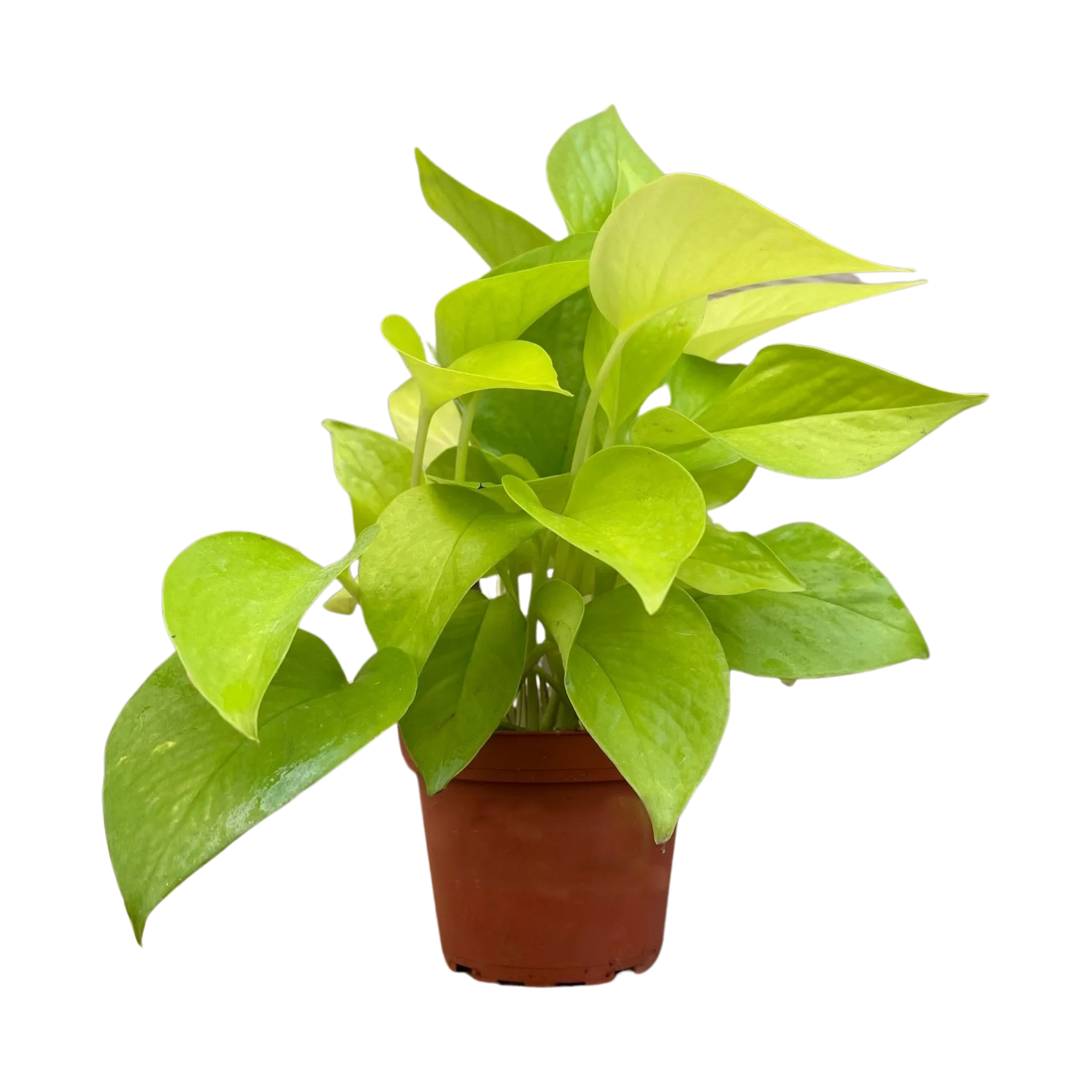 Neon Pothos