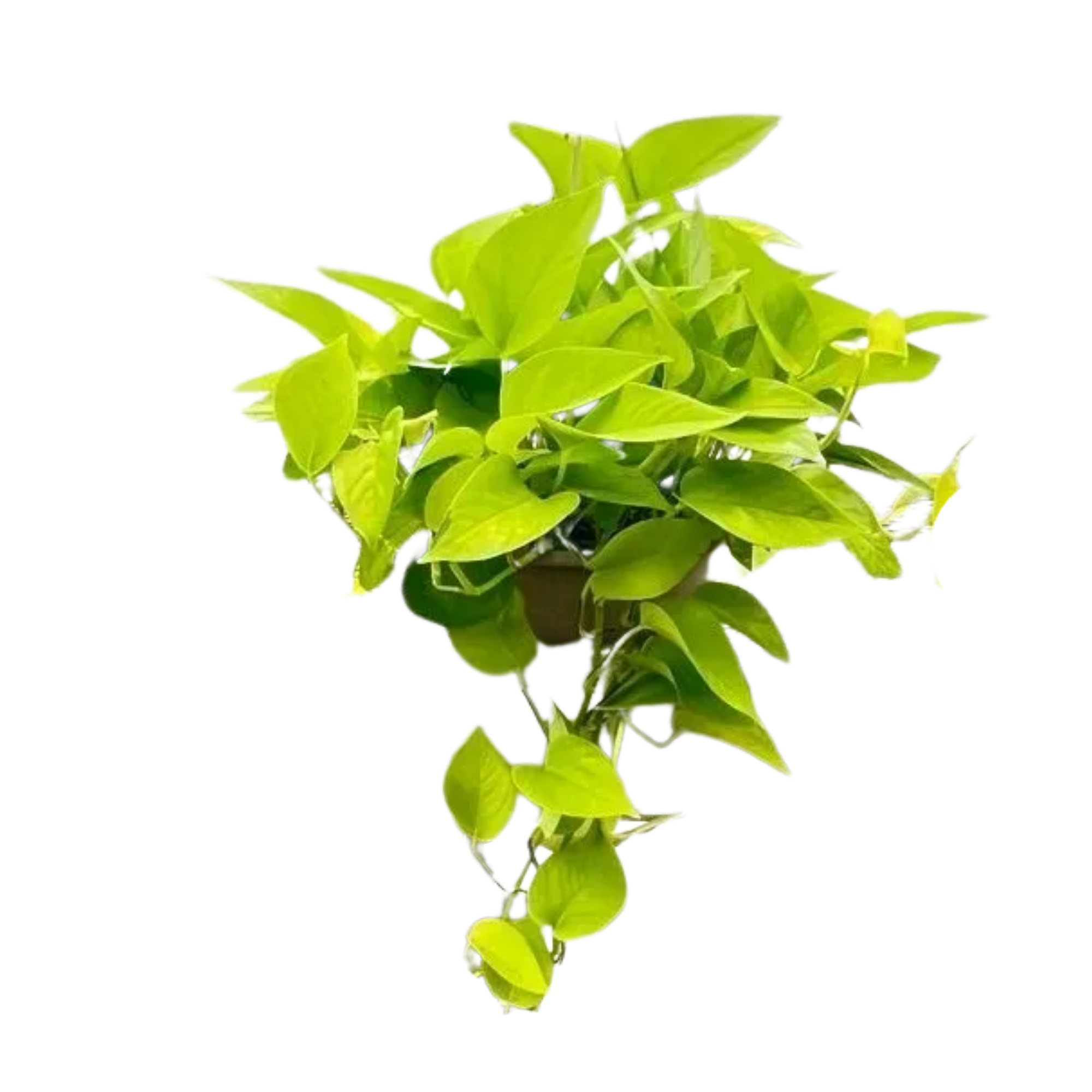 Neon Pothos