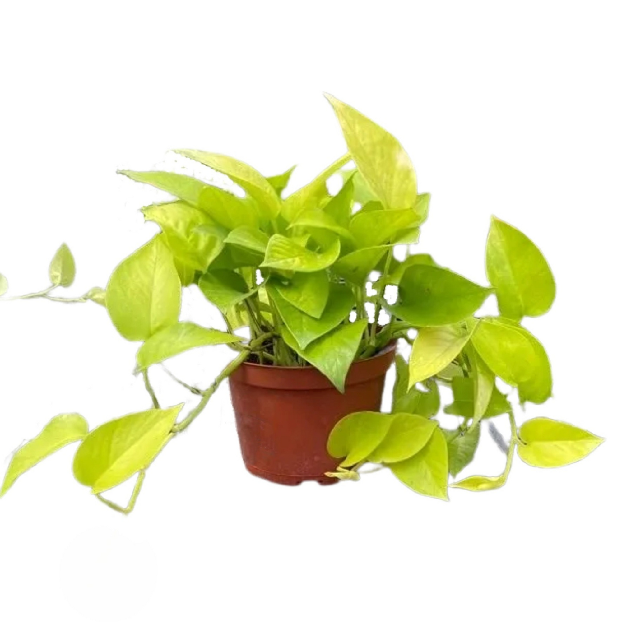 Neon Pothos