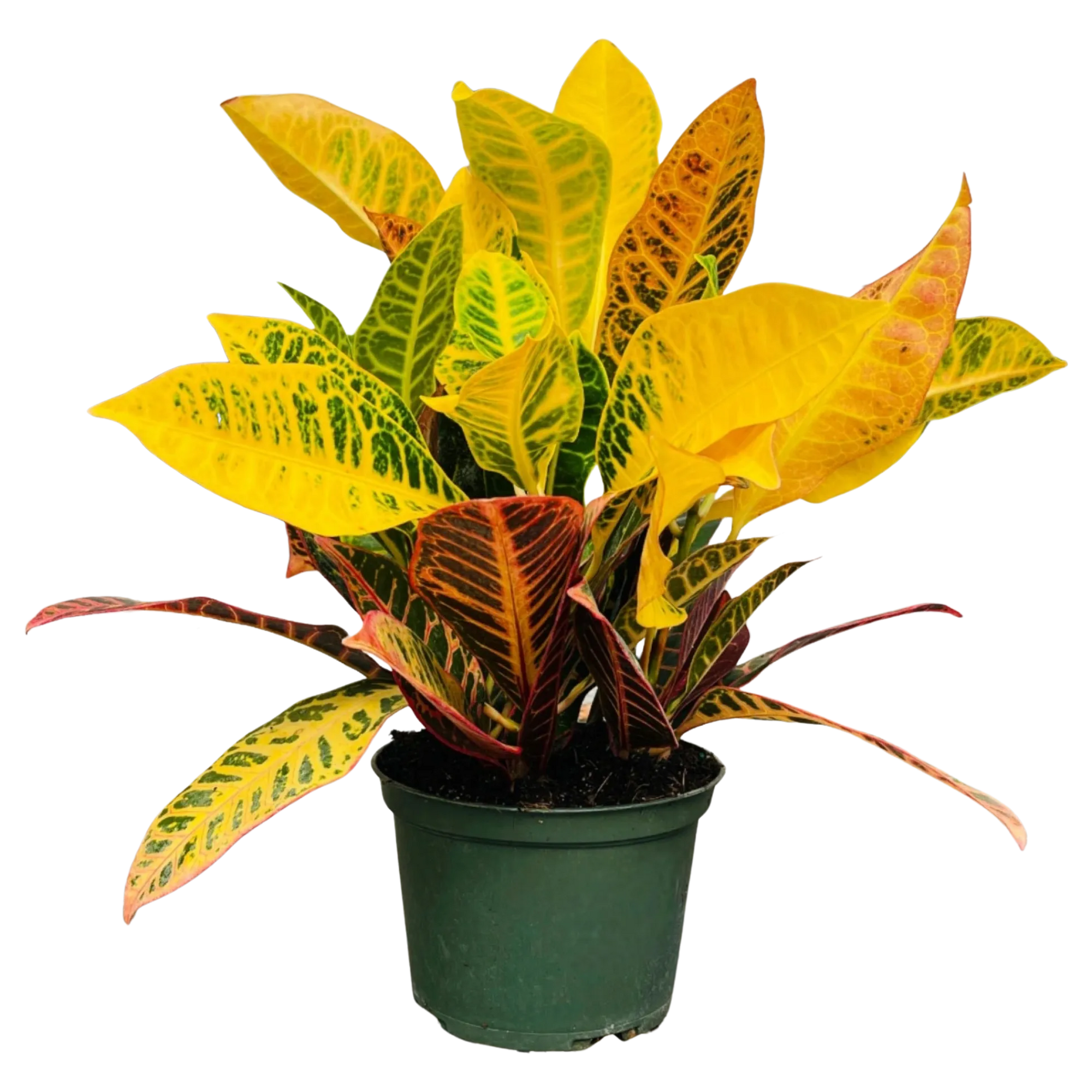 Croton Petra