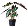 Alocasia Amazonica "Polly"