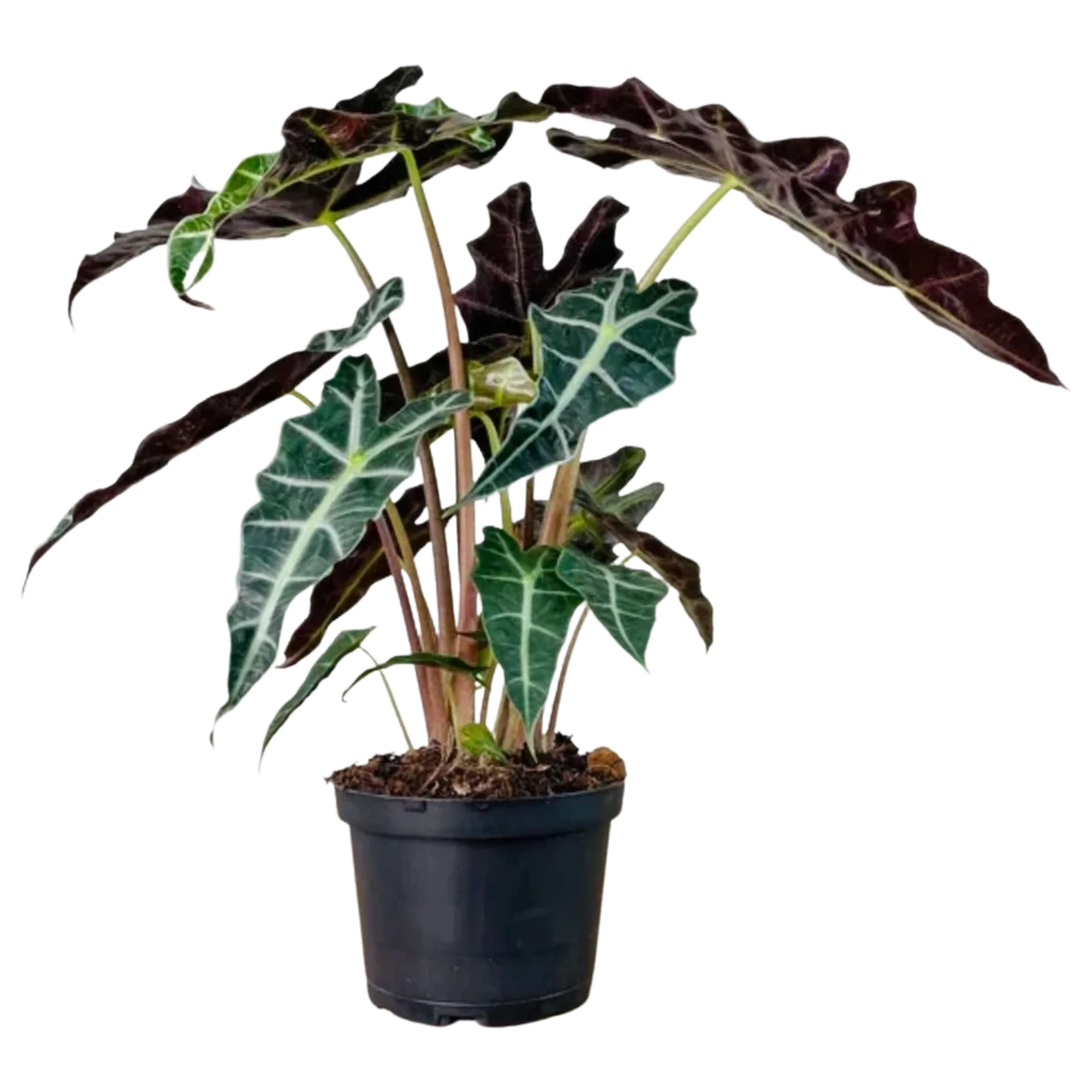 Alocasia Amazonica "Polly"