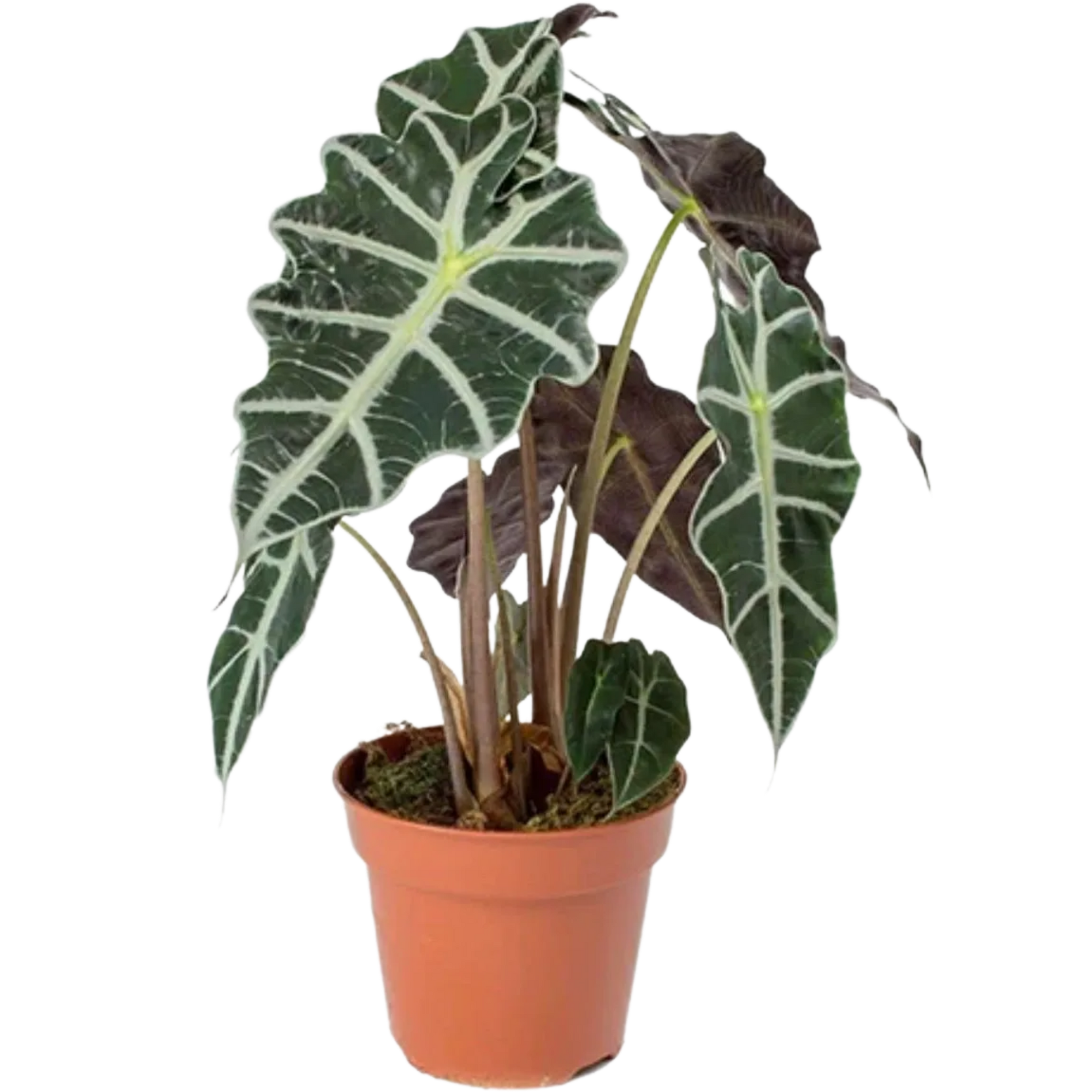 Alocasia Amazonica "Polly"