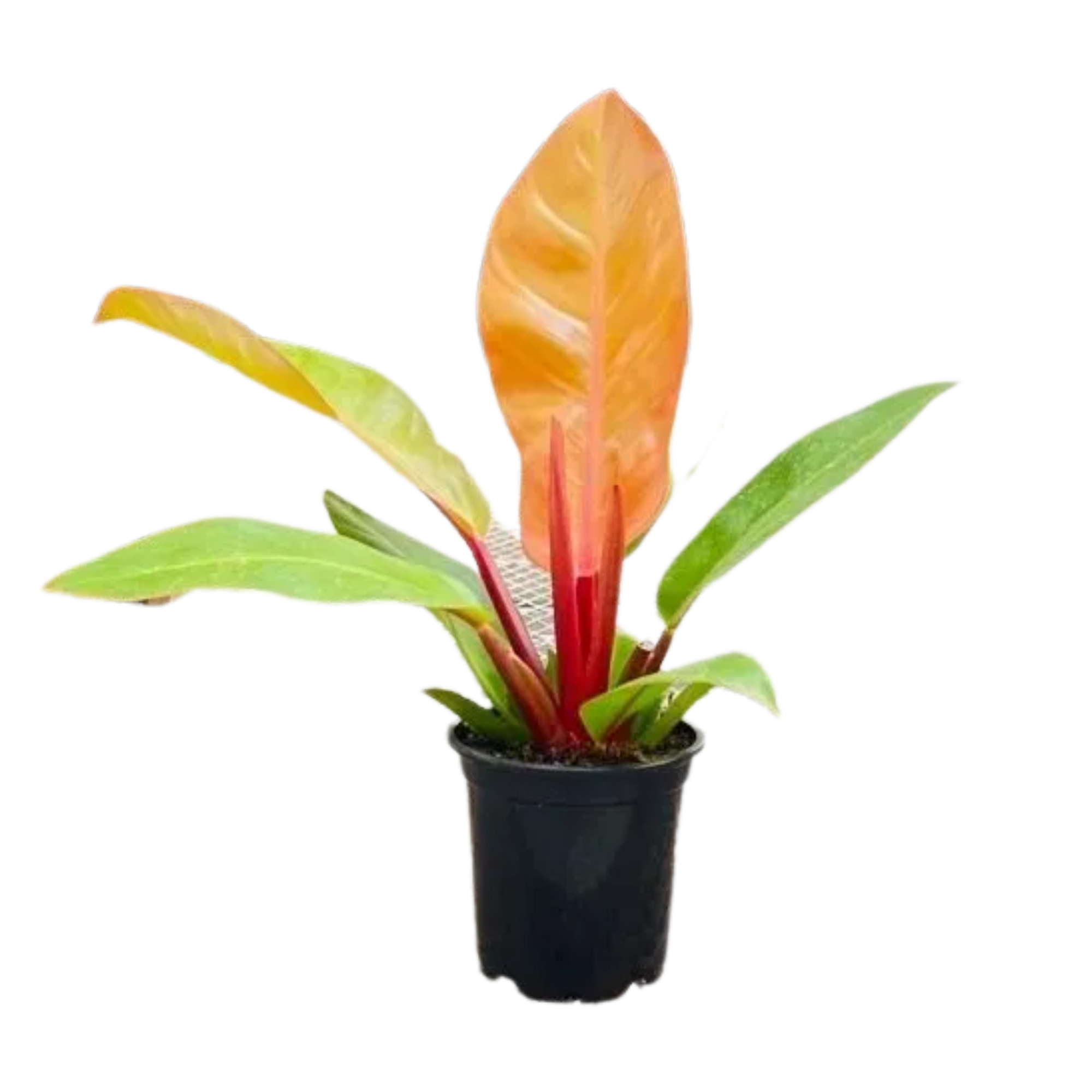 Philodendron 'Prince of Orange'