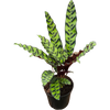 Calathea Rattlesnake