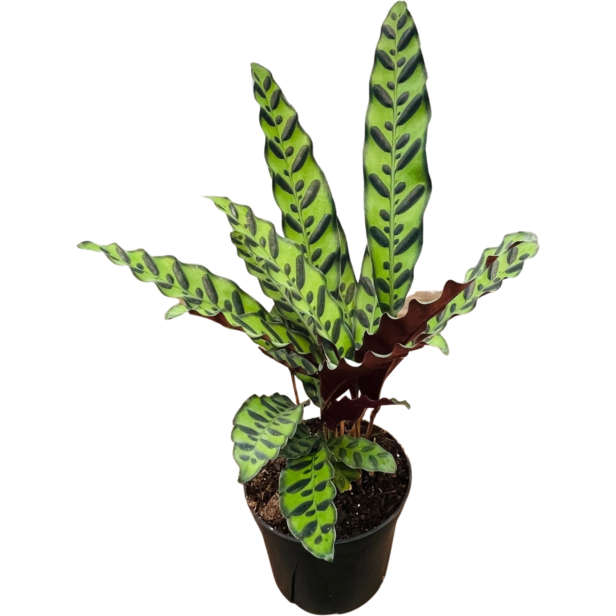 Calathea Rattlesnake