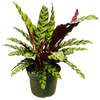 Calathea Rattlesnake