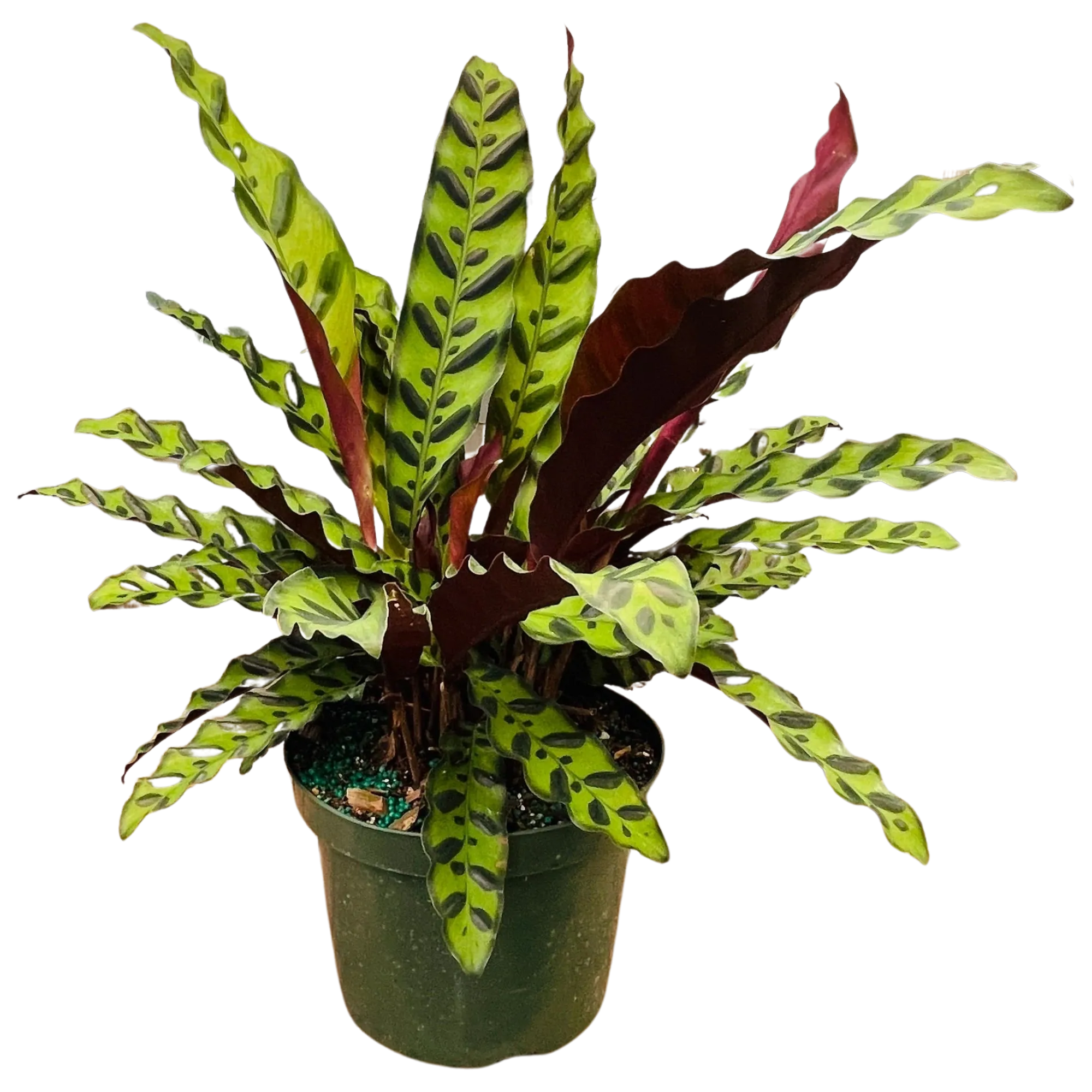 Calathea Rattlesnake