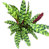 Calathea Rattlesnake